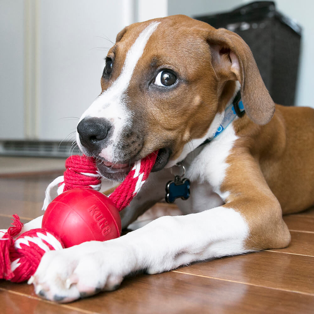 KONG Red Ball with Rope