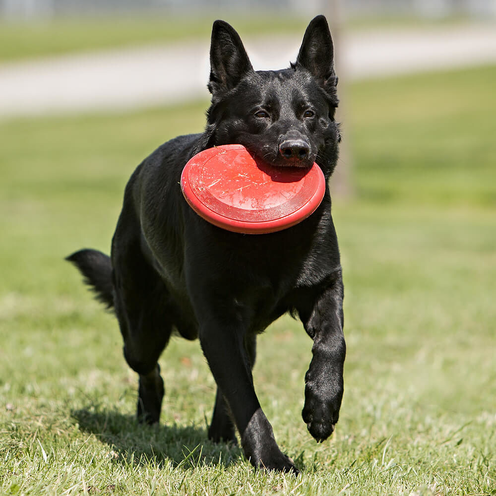 KONG Red Flyer Disc Toy